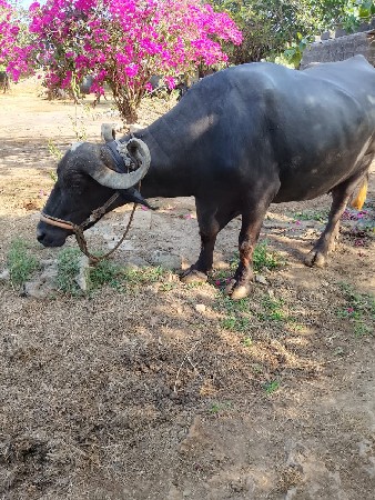ભેશ વેસવાની છે