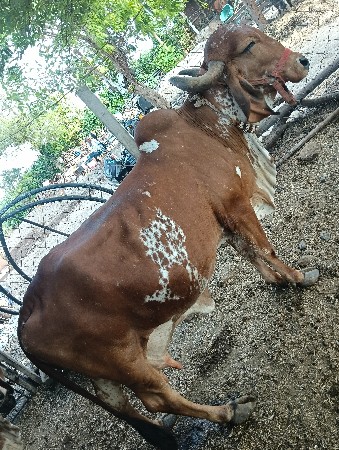 ગાય વેસવાની છે