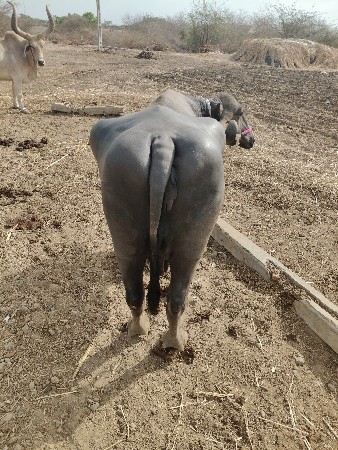 2 ભેંસો વેચવાનિ છે