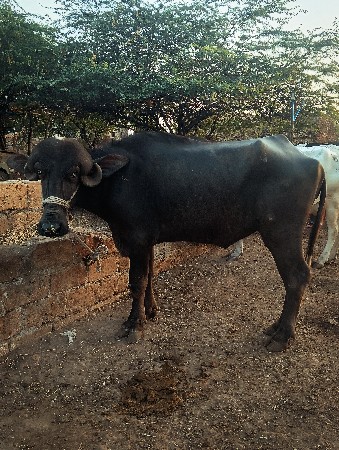 ખડેલૂ 2.5વરસ નૂ