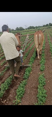બળદ વેસ વાના છે
