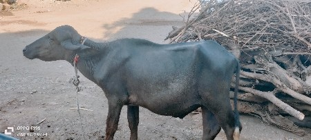 પાડો ને ખડેલી વેચવા ના છેઃ