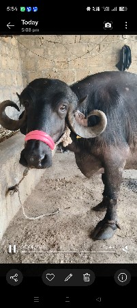 ત્રીજું વેતર ભેંસ વેચવાની છે