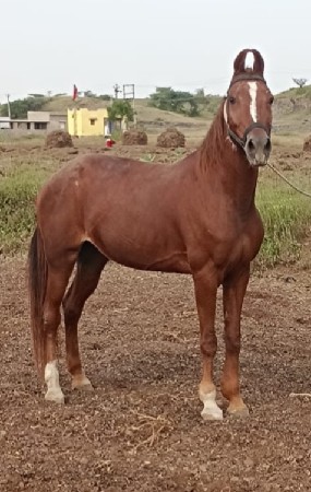 ઘોડી વેચવાની હે ને સાટા કરવા ના હે