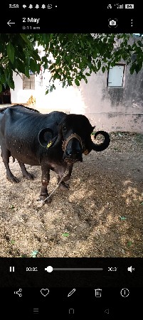 ભેંસ વેચવાની છે