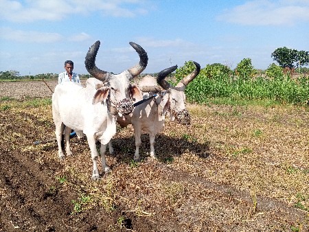 બળદ વેચવાના છે