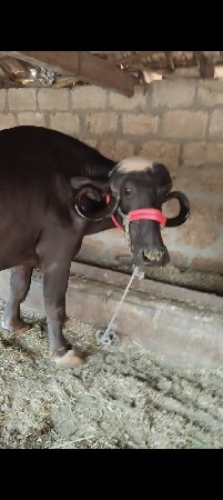 બીજું વેતર છે