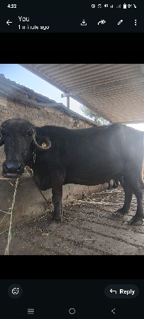 ભેંસ વેચવાની છે .2 વેતર  15દીવસ