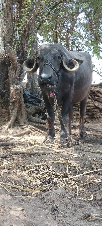 ભેંશ વેસ વાનીછે