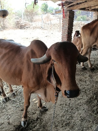 ગાય વેચવાની છે