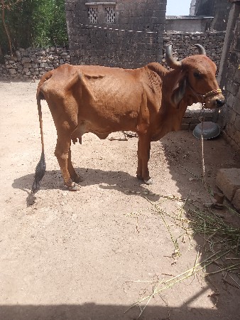 ગાય વેચવાની તાજી વયાણેલી