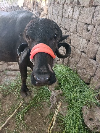 ભેંસ વેચવાની છે