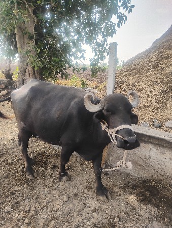 2 ખડેલી વેચવાની છે બેય ગાભણ છે