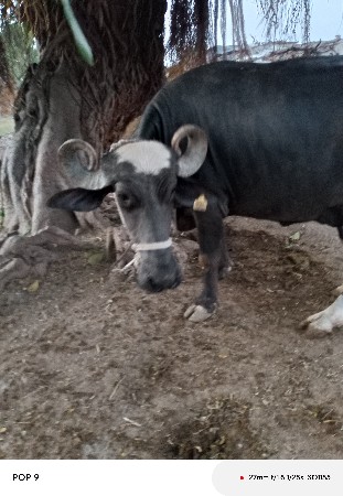 ભેંસ વેચવાની છે