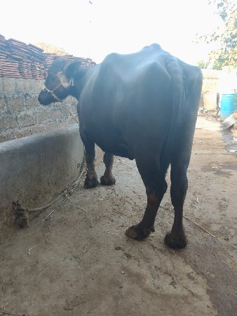 ભેંસ વેચવાની છે