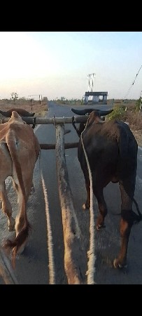 4દાતે બેય ગોઢલા