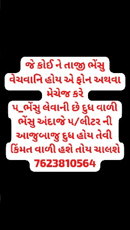 તાજી ભેંસુ લેવાની છે