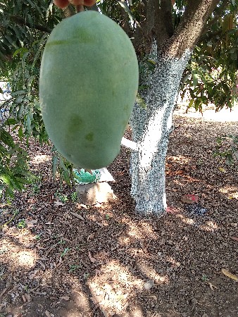 mango