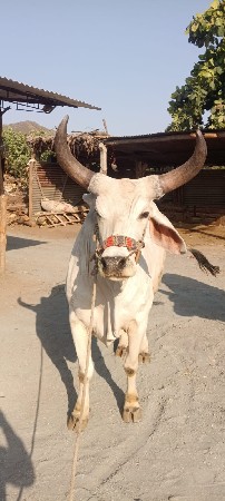 વેશવા ના છે