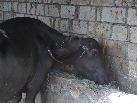 આ ભેંસ વેચવાની છે