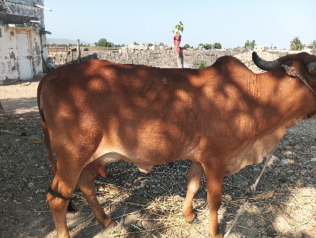 ગાય વેસ્વાની સે