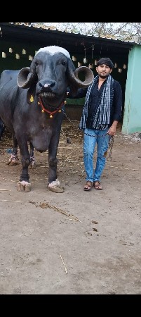 ફુલ વજનવારી ભેંસ મોટી હેવી