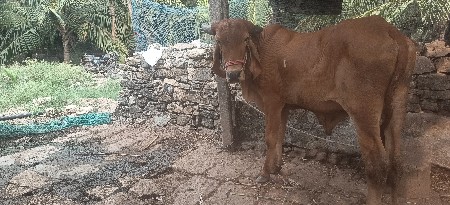 2 ji dhar no baradh
