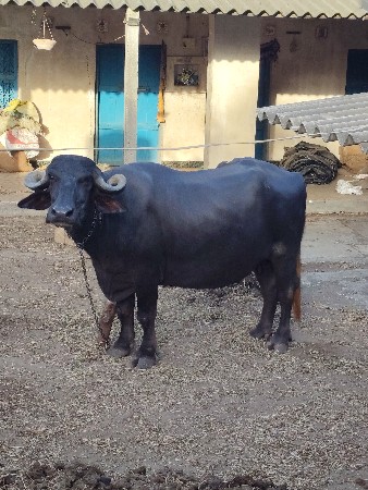 પેલૂ વેતર