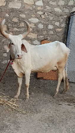 vechvani che swet kapila