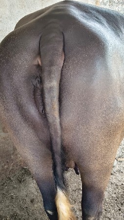 ભેંસ વેચવાની છે