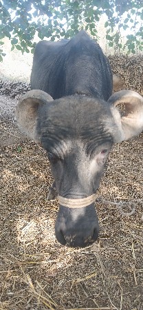 ભેસ વેચવાની છે