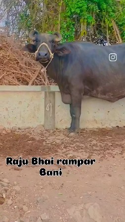 બૈ ભેસ વૈચવા ની છે