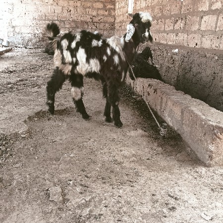 બોકડો