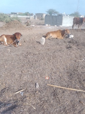 ભાણો તાલુકો ગામ બોડકી