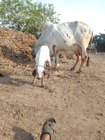 ગીર ગાય