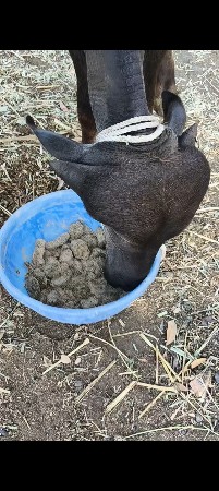 જાફરાબાદી પાડી