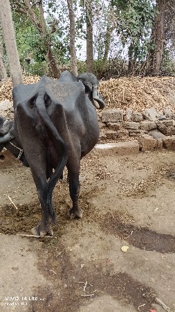ભેંસ વેચવાની છે