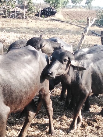 આઠ પાડી