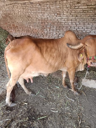 son kapila gay vesvanise