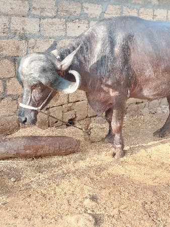 પેલું વેતરખડા
