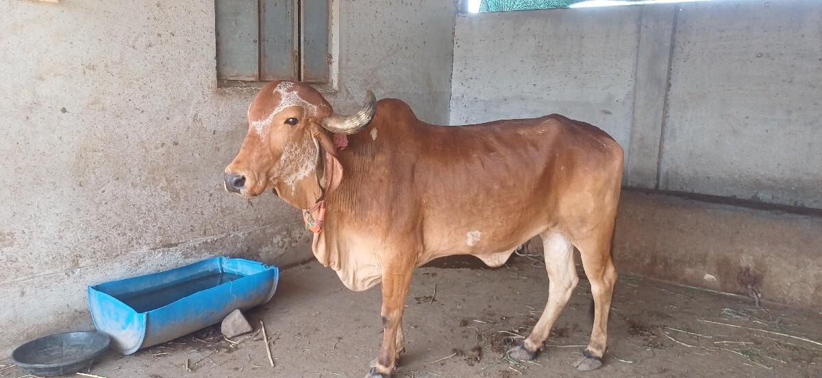 ગાય 2