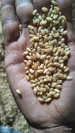 496 ટુકડી ઘઉં
