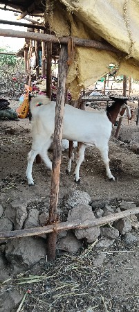 પોરબંદર જિલ્લો