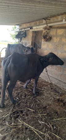 પાડી વેસવાનીછે