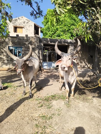બળદ વેચવાના છે
