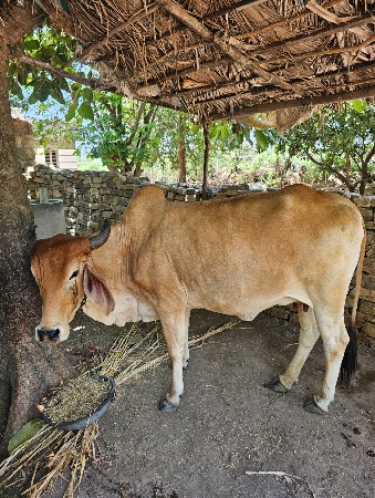 ગાય વેચવાની છે