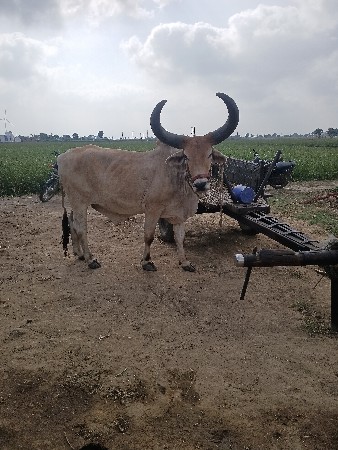 વિજાણંદ ભાઇ વાઢેર