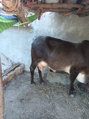 ગાય વેસવાની છે