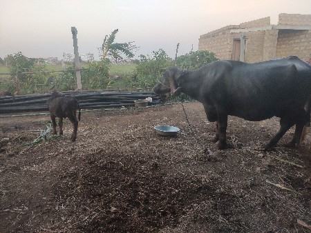 ભેસુ વેચવાની છે