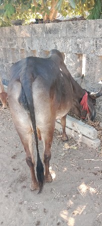 ગાઇ વેશવાની સે  કિમત 12